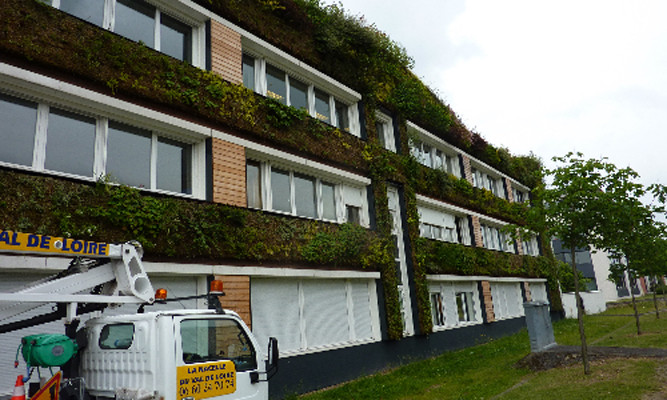 Contrat d'entretien de 300 m² de mur végétalisé à l'AFTEC (Avenue des Droits de l'Homme) à Orléans. - Travaux réalisés